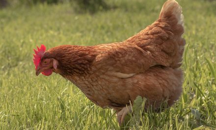 The Organic Trade Association is suing the USDA on behalf of chicken welfare