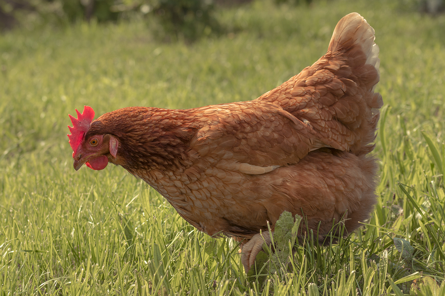 The Organic Trade Association is suing the USDA on behalf of chicken welfare