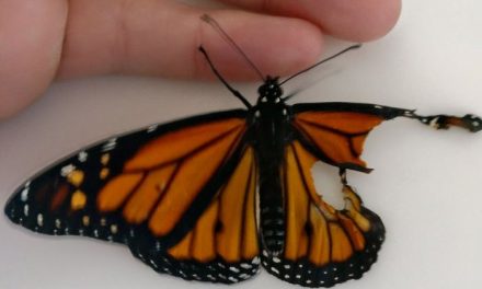 Woman performs surgery on Monarch Butterfly with broken wing, next day it surprises her in the coolest way