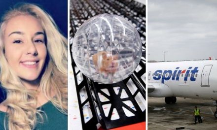 Spirit Airlines employee told student to flush emotional support hamster down the toilet, student alleges