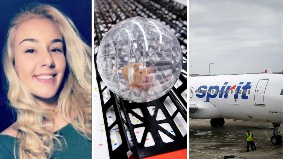 Spirit Airlines employee told student to flush emotional support hamster down the toilet, student alleges