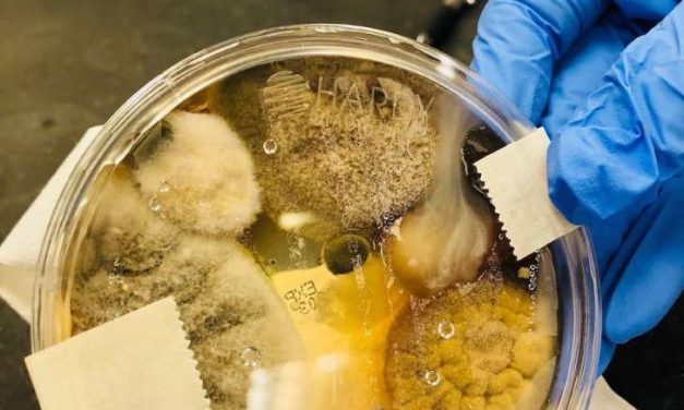Woman sticks petri dish under public bathroom hand dryer and photo draws national horror