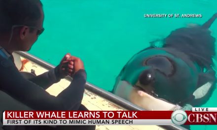 Killer whale learns how to mimic human speech