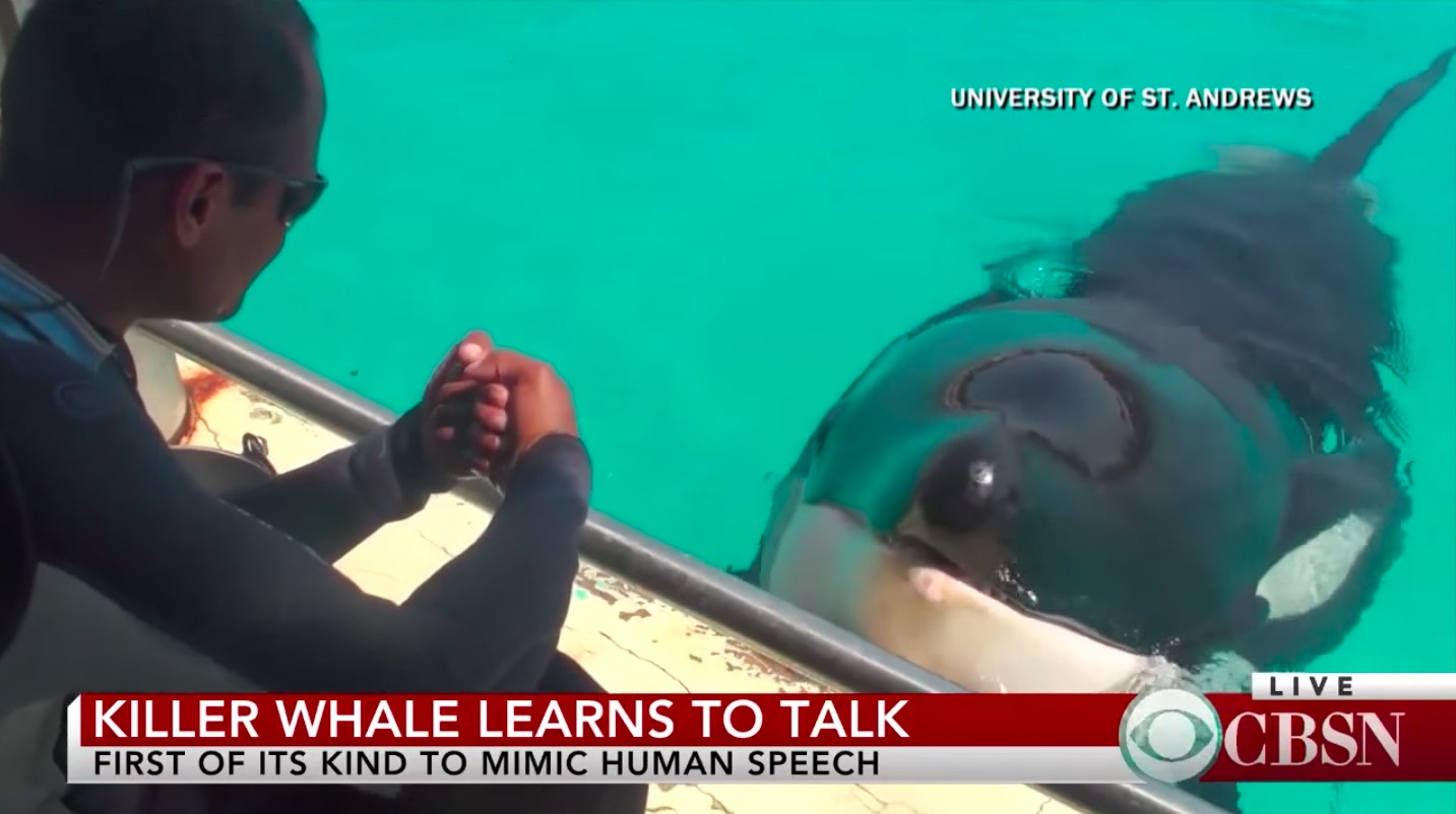 Killer whale learns how to mimic human speech