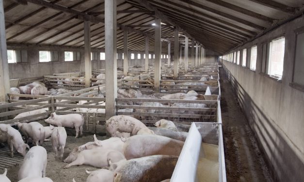 ABC: NC farm owner cited in nearly one-million gallon hog waste spill