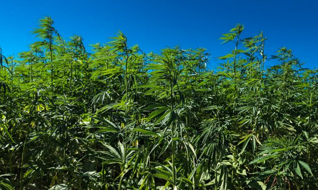 NBC: President signs Farm Bill, legalizing hemp/CBD (which is great for our CBD line and for many!)