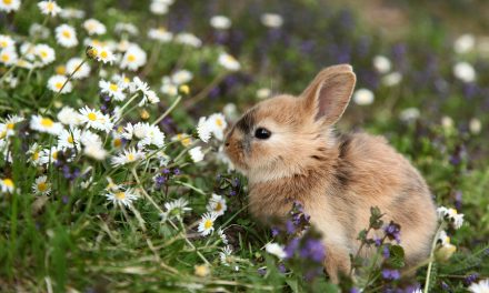 Watch out for baby rabbits when mowing your lawn