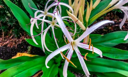 University team uses compound inspired by spider lily to kill cancer cells