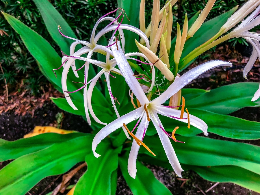 University team uses compound inspired by spider lily to kill cancer cells