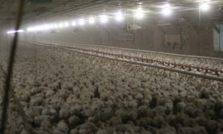 LA Times: USDA balks at tougher rules for organic eggs