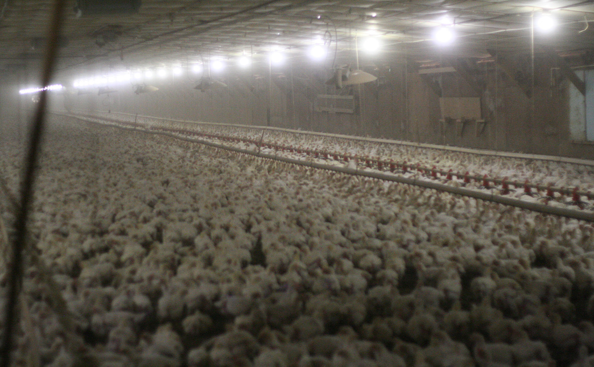 LA Times: USDA balks at tougher rules for organic eggs
