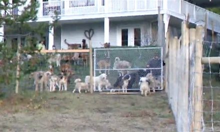 Man adopts 45 dogs and sets them free on his four acres of land