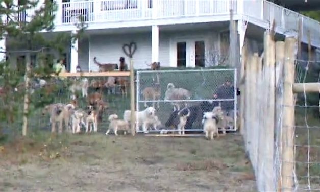 Man adopts 45 dogs and sets them free on his four acres of land