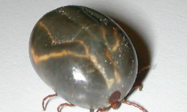 Forbes: New Jersey is dealing with a tick species that is new to America