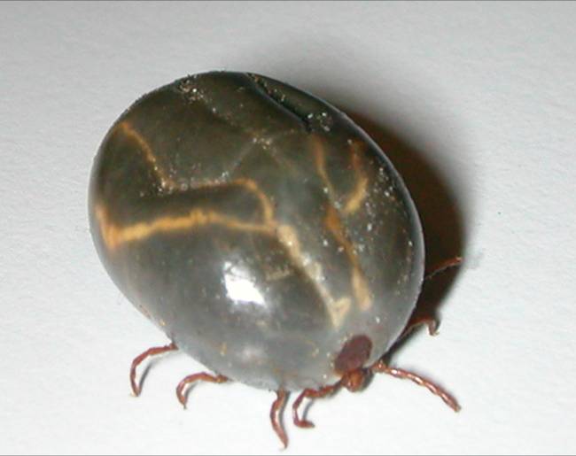 Forbes: New Jersey is dealing with a tick species that is new to America