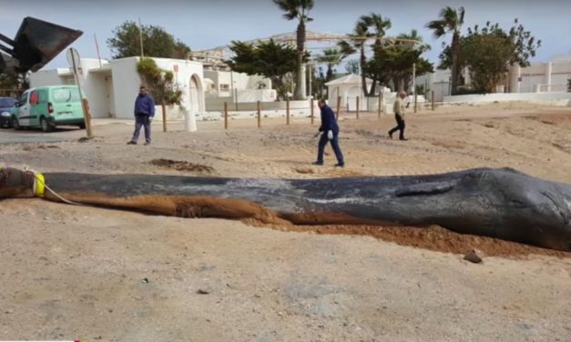 Sperm Whale found dead in Spain, stomach FULL of 64 pounds of plastic