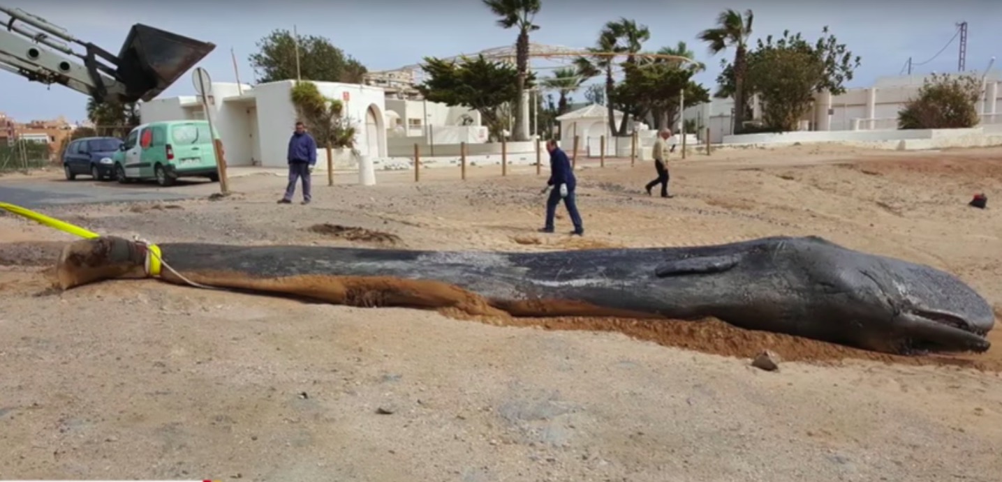 Sperm Whale found dead in Spain, stomach FULL of 64 pounds of plastic