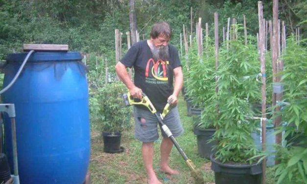 Medical-cannabis producer locked up again