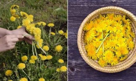 25 reasons to go & pick dandelions right now