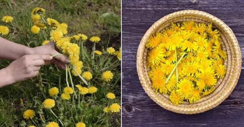 25 reasons to go & pick dandelions right now