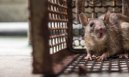Rats are chowing down on new car wiring, because it’s made with soy