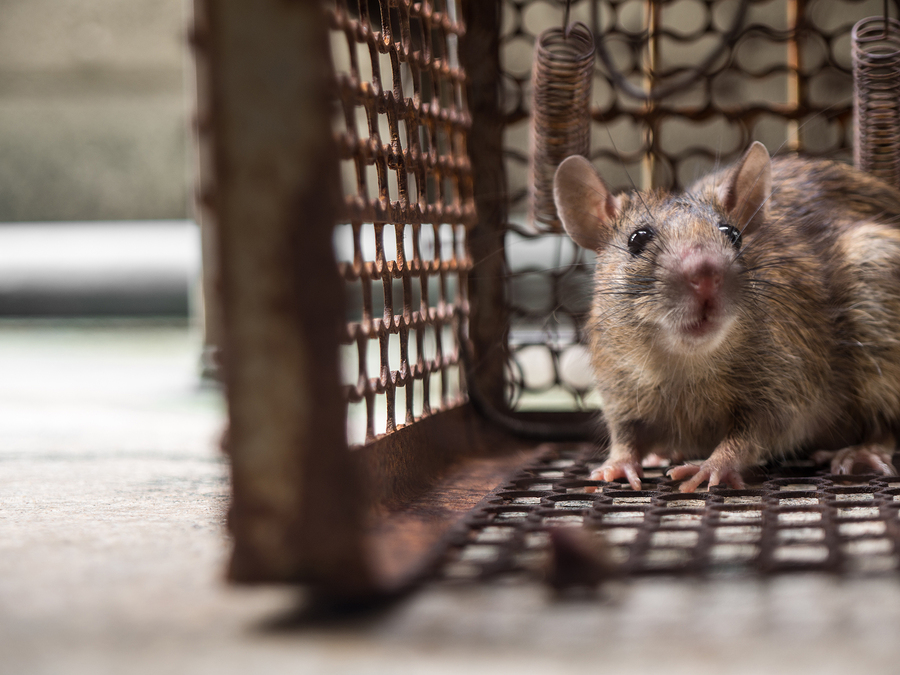 Rats are chowing down on new car wiring, because it’s made with soy