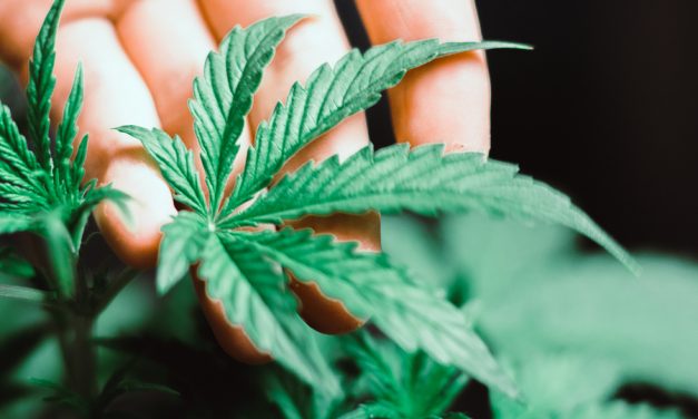 Cannabis kills cancer cells