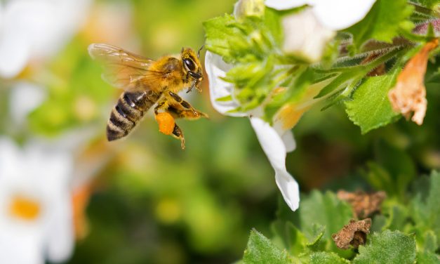 In ‘Huge Win for Pollinators, People, and the Planet,’ EU bans bee-killing pesticides