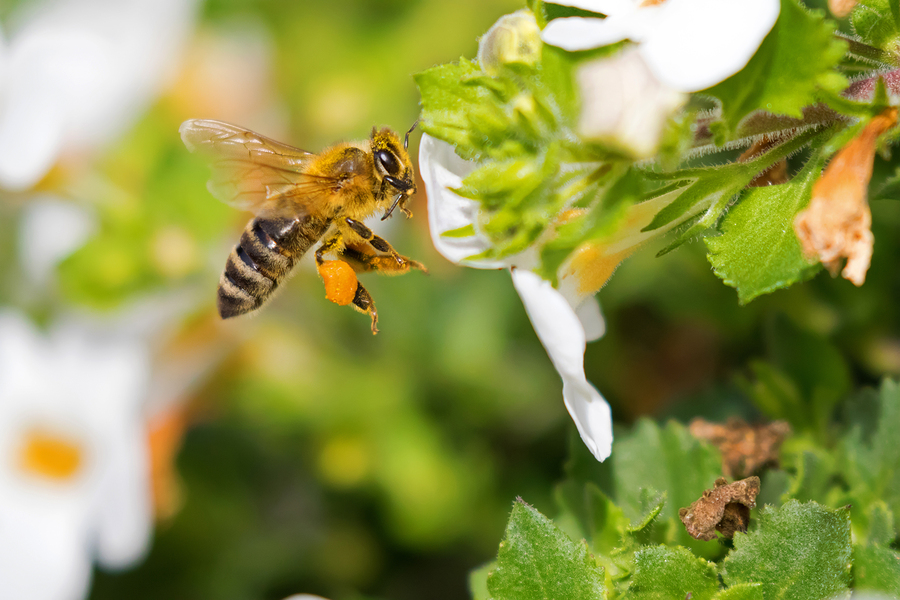 In ‘Huge Win for Pollinators, People, and the Planet,’ EU bans bee-killing pesticides