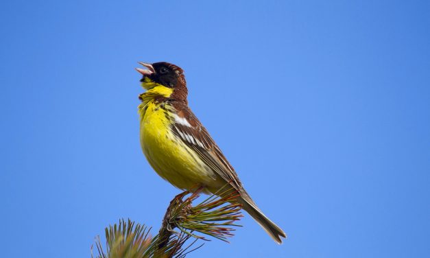 MSN: One in eight birds is threatened with extinction, global study finds
