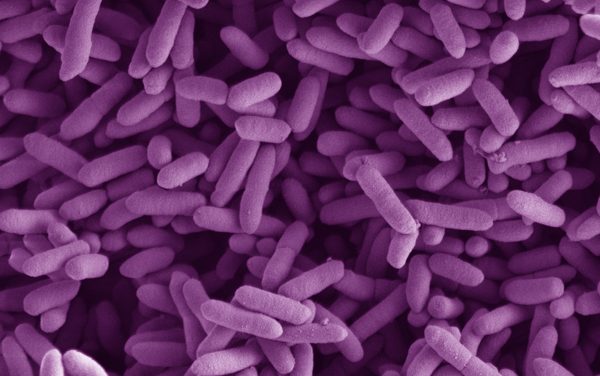 Bacteria engineered to treat constipation