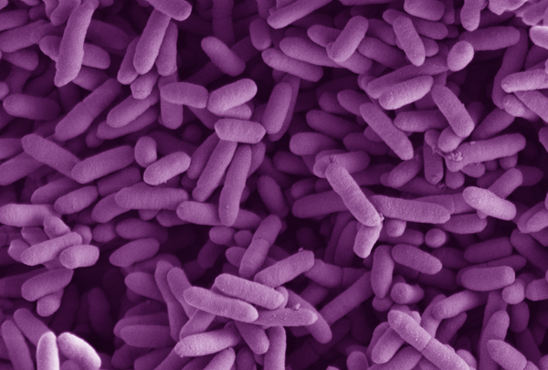Bacteria engineered to treat constipation