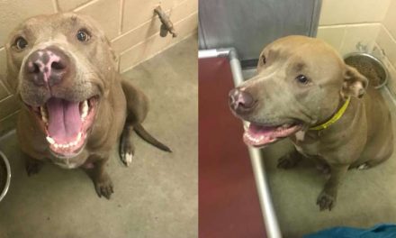 Texas shelter pit bull euthanized while giving birth, newborn puppies also put down