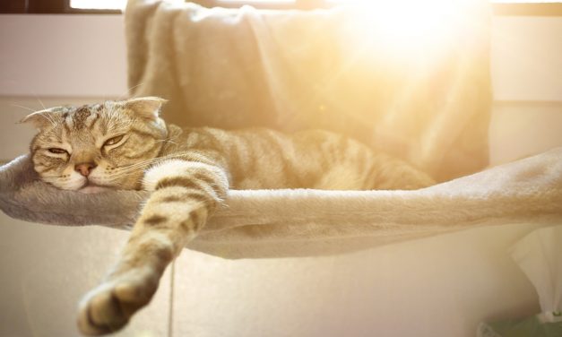 Sleeping in on the weekend can compensate for lost sleep, study says