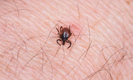 Deadly brain swelling tick virus found in Minnesota and Wisconsin