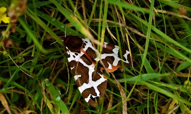 Where have all our insects gone?