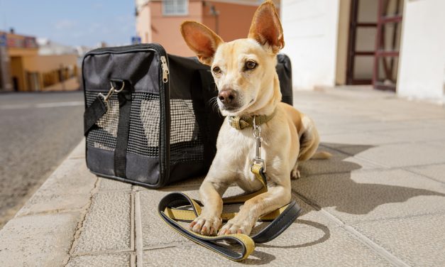 JetBlue tightens policy on emotional support animals
