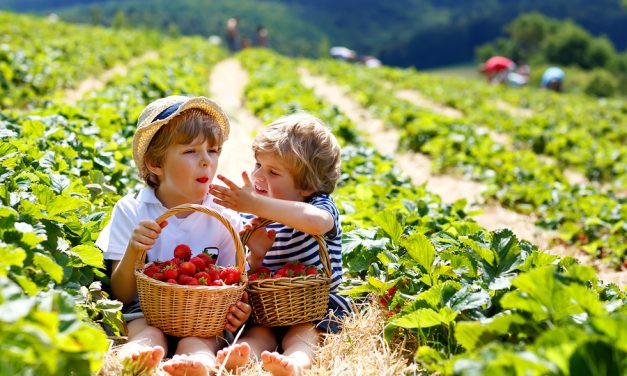 Strawberries are the most pesticide-ridden crop you can eat