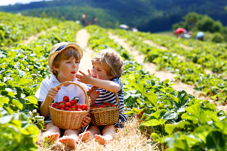 Strawberries are the most pesticide-ridden crop you can eat