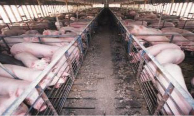 Pennsylvania township bans corporate industrial farming
