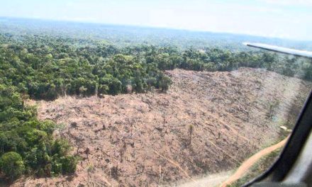 The world lost an area of tropical forest the size of Bangladesh in 2017