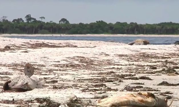 Fox: Florida beaches littered with ‘hundreds’ of dead fish, manatees and other marine life