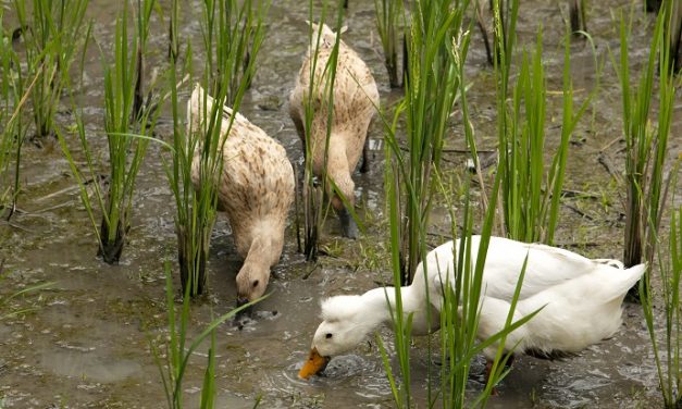 Using ducks instead of pesticides, making us less dependent on chemicals