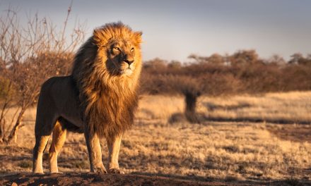 Karma? Poachers eaten by lions after breaking into game reserve to kill endangered rhinos