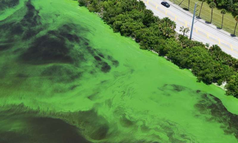 Governor Scott declares state of emergency over algae bloom on Fla. west coast