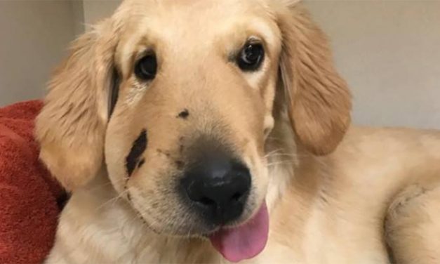 6-month-old golden retriever stepped in harms way to stop his owner from getting bitten by a rattlesnake during walk