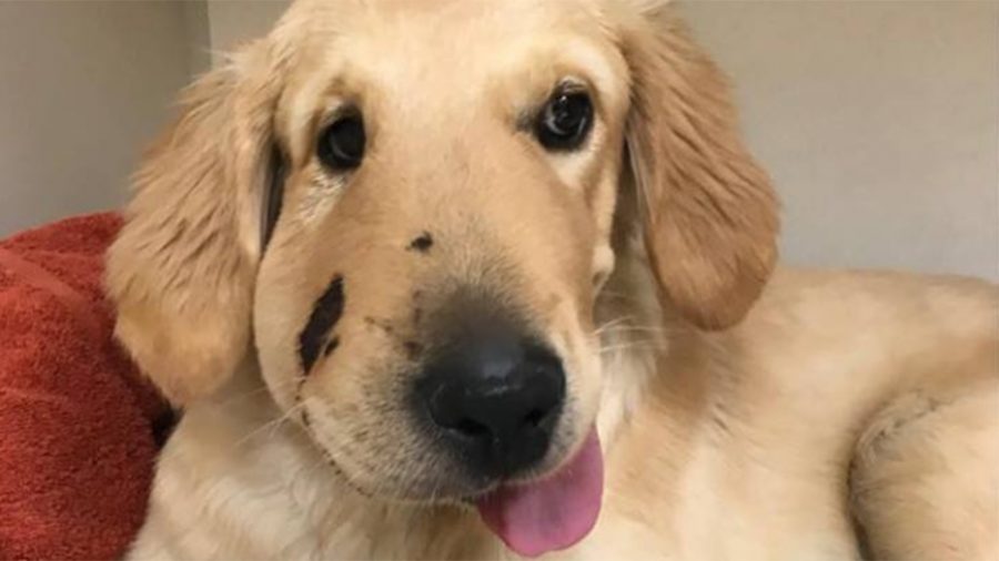 6-month-old golden retriever stepped in harms way to stop his owner from getting bitten by a rattlesnake during walk