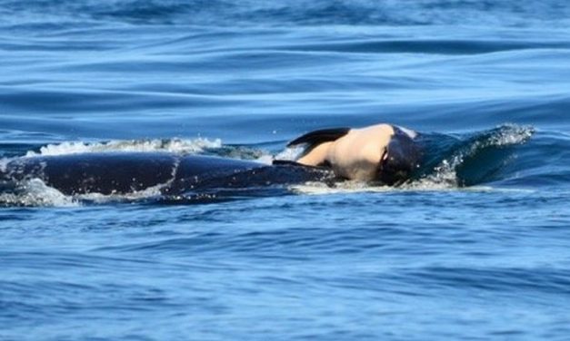 Grieving Orca still swimming with her dead calf in Northwest