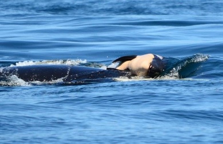Grieving Orca still swimming with her dead calf in Northwest