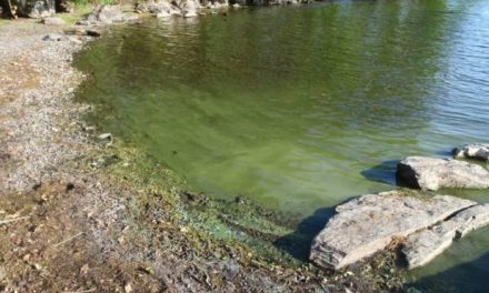 Heatwave causes build-up of deadly blue-green algae in British lakes: Waters infected with toxic bacteria can kill dogs and cause brain damage in humans, experts warn